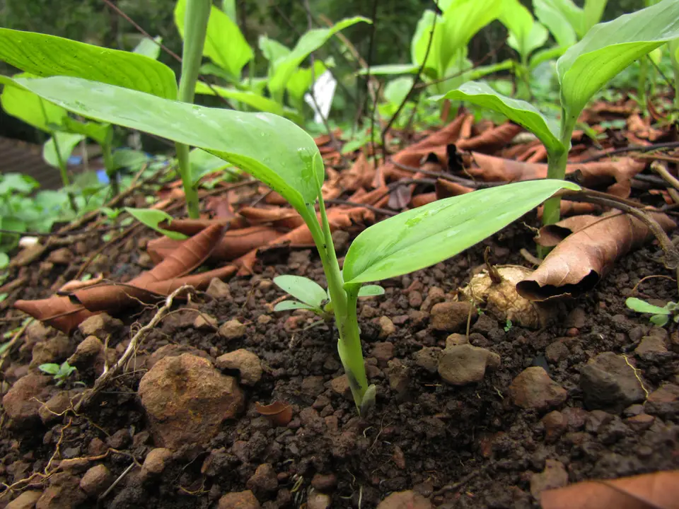 Turmeric (Curcuma longa)