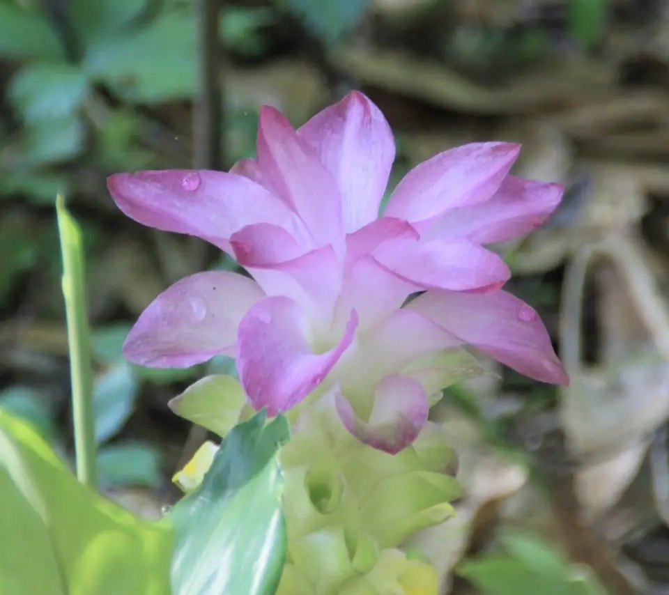 Hidden Lily (Curcuma petiolata)
