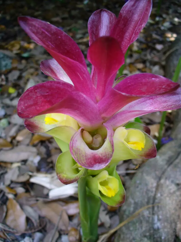 Zedoary (Curcuma zedoaria)