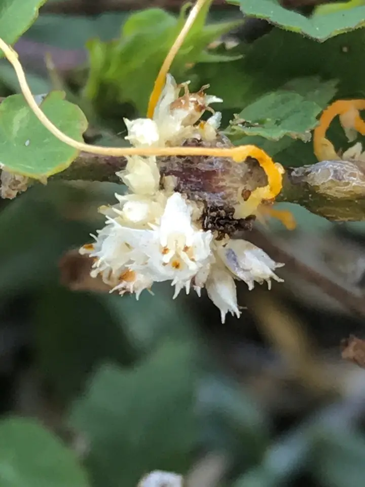 Cuscuta boldinghii (Cuscuta boldinghii)