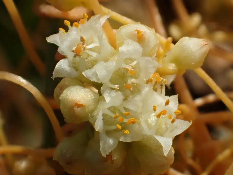 Field Dodder (Cuscuta campestris)