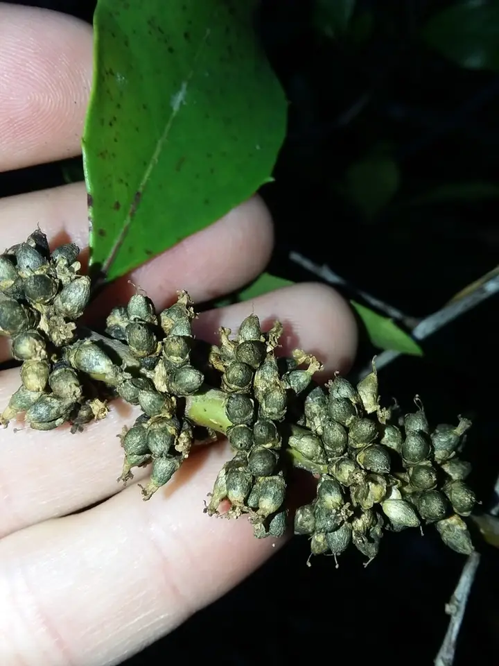 Sessile Dodder (Cuscuta compacta)