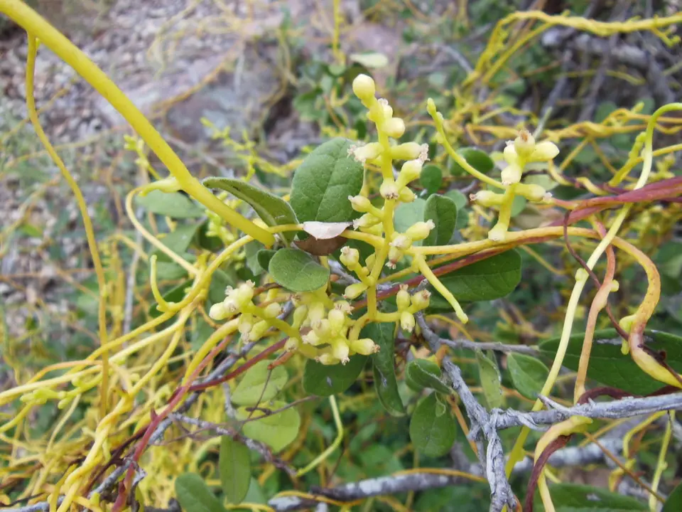 Tall Dodder (Cuscuta exaltata)