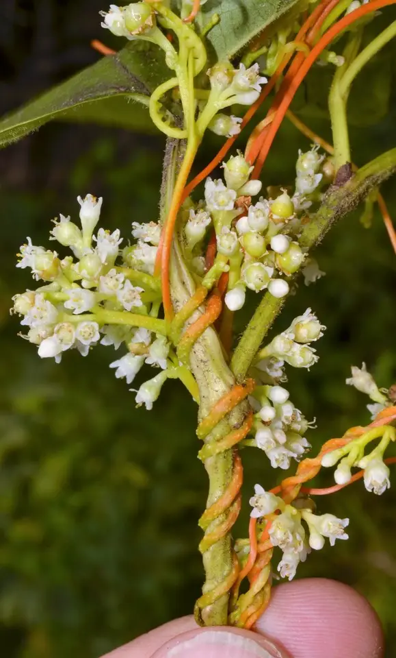 Scaldweed (Cuscuta gronovii)