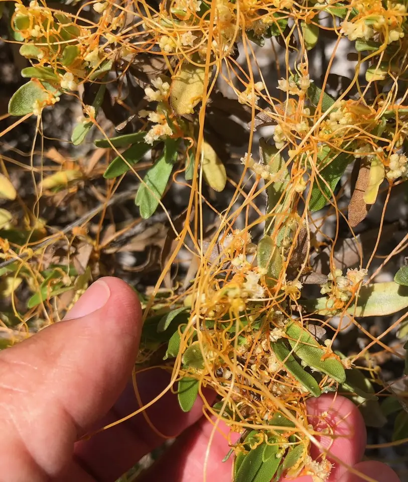 Pretty Dodder (Cuscuta indecora)