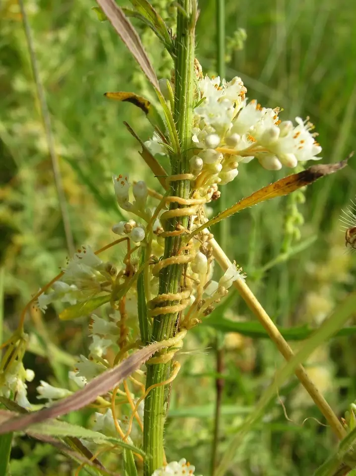 Peruvian Dodder (Cuscuta obtusiflora)