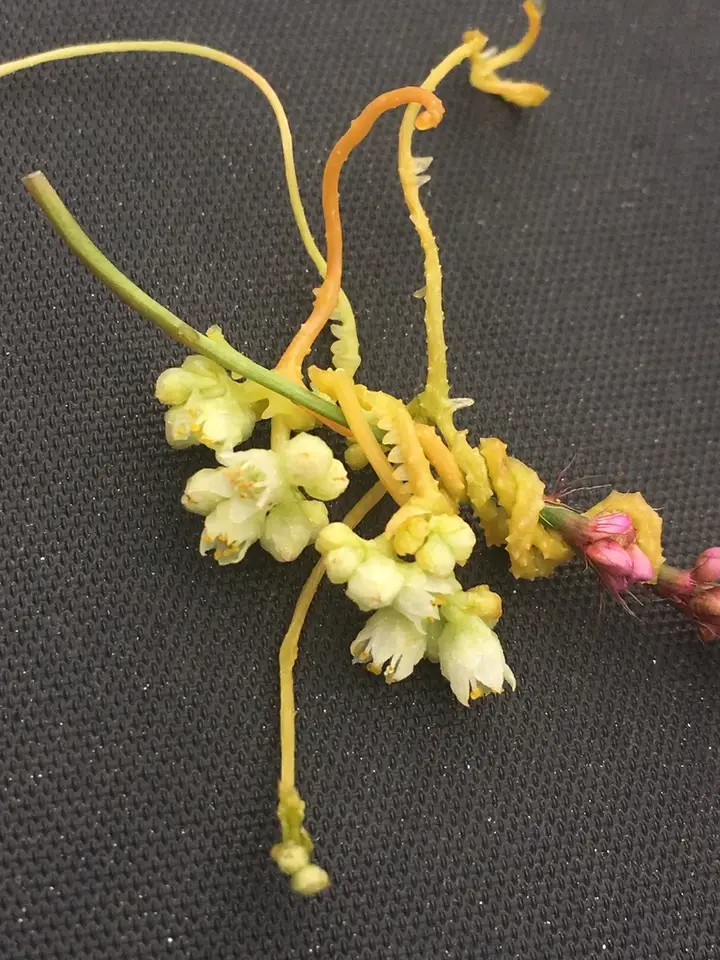 Five Angled Dodder (Cuscuta pentagona)