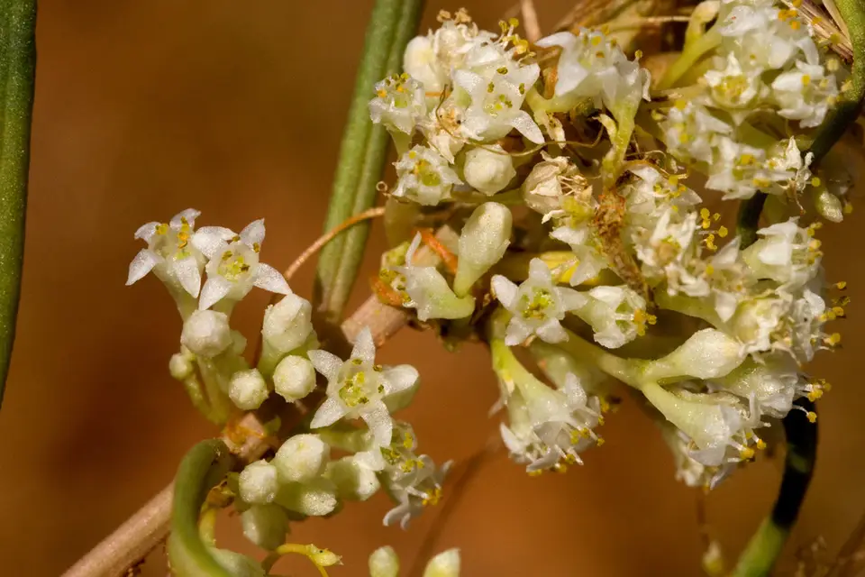 Flatglobe Dodder (Cuscuta umbellata)