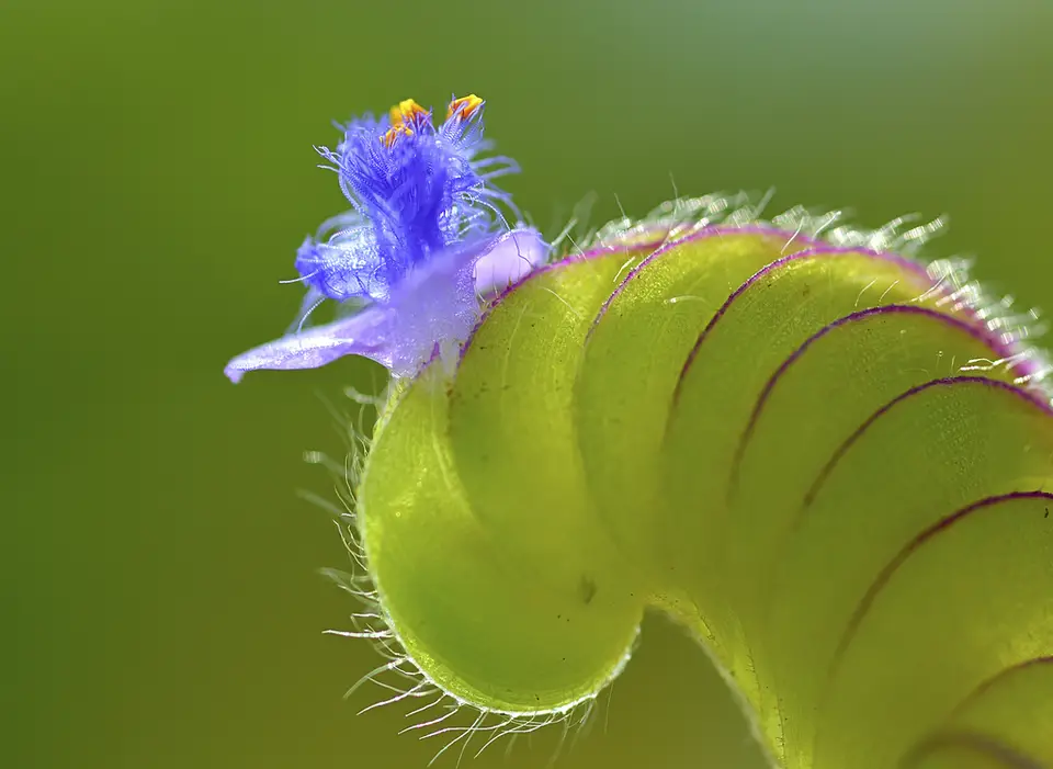 Crested Cat Ears (Cyanotis cristata)