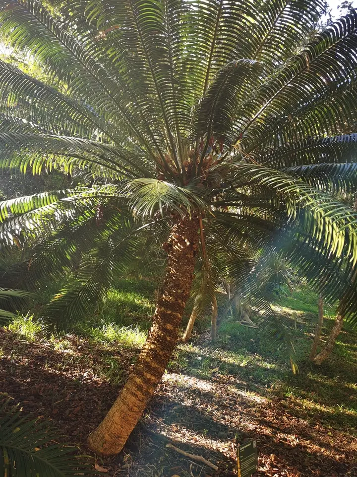 Queen Sago-Palm (Cycas seemannii)