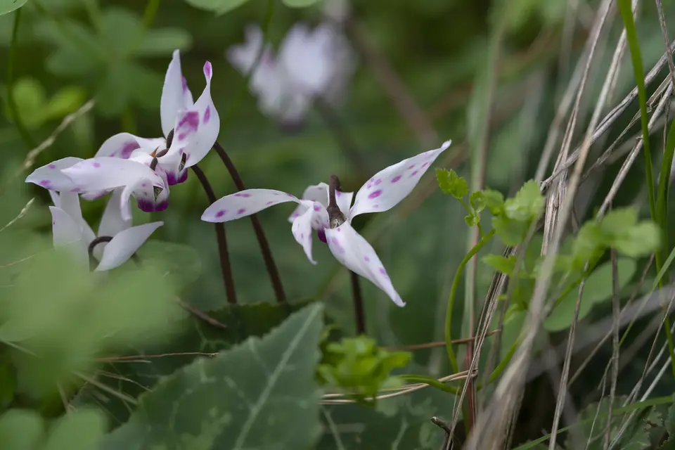Persian Cyclamen (Cyclamen persicum)