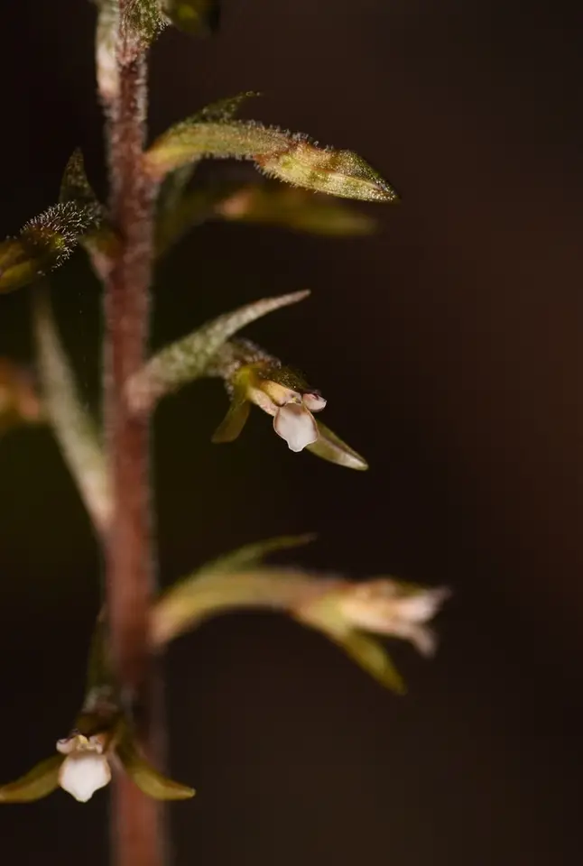 Cranichis-Like Ladies' Tresses (Cyclopogon cranichoides)