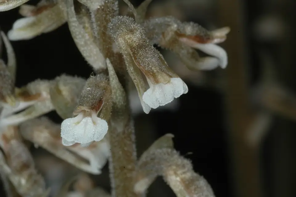 Tall Spiral Orchid (Cyclopogon elatus)