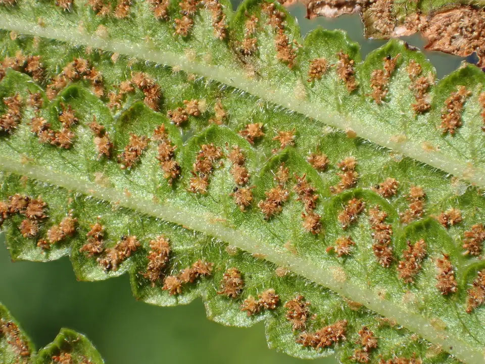 Swamp Shield-Fern (Cyclosorus interruptus)