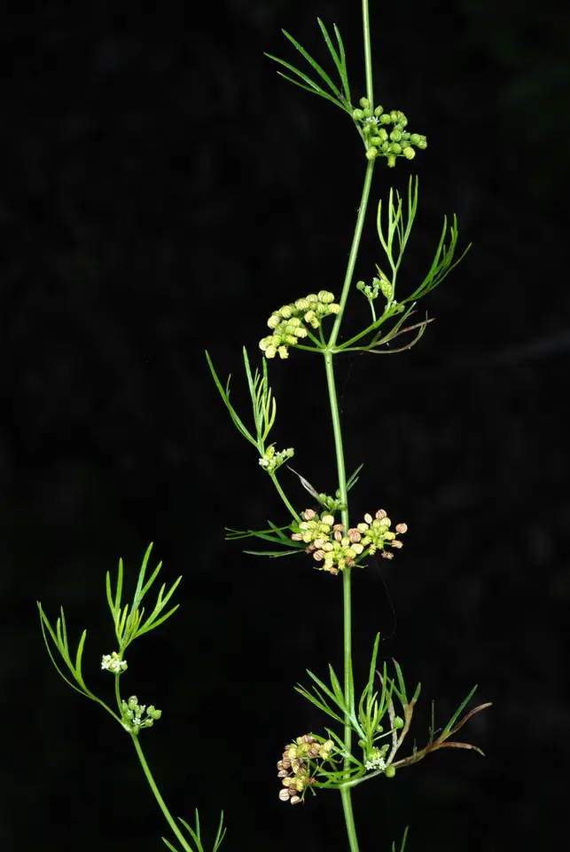 Marsh Parsley (Cyclospermum leptophyllum)