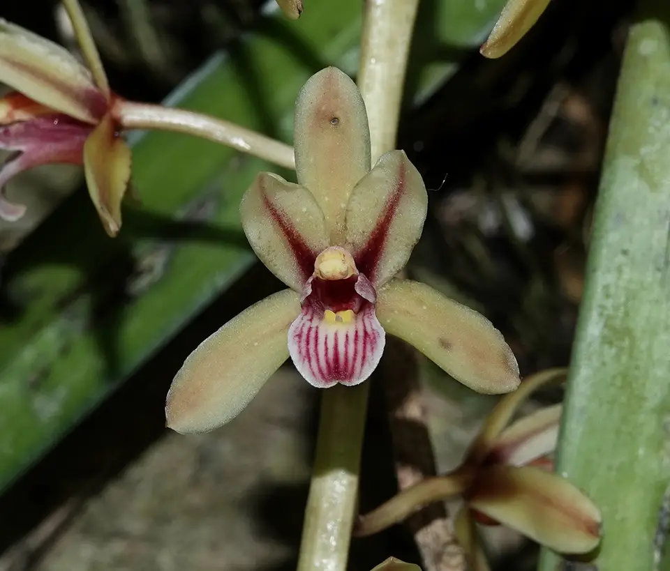 Aloe-Leaved Cymbidium (Cymbidium aloifolium)