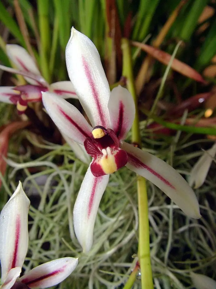 Day's Cymbidium (Cymbidium dayanum)