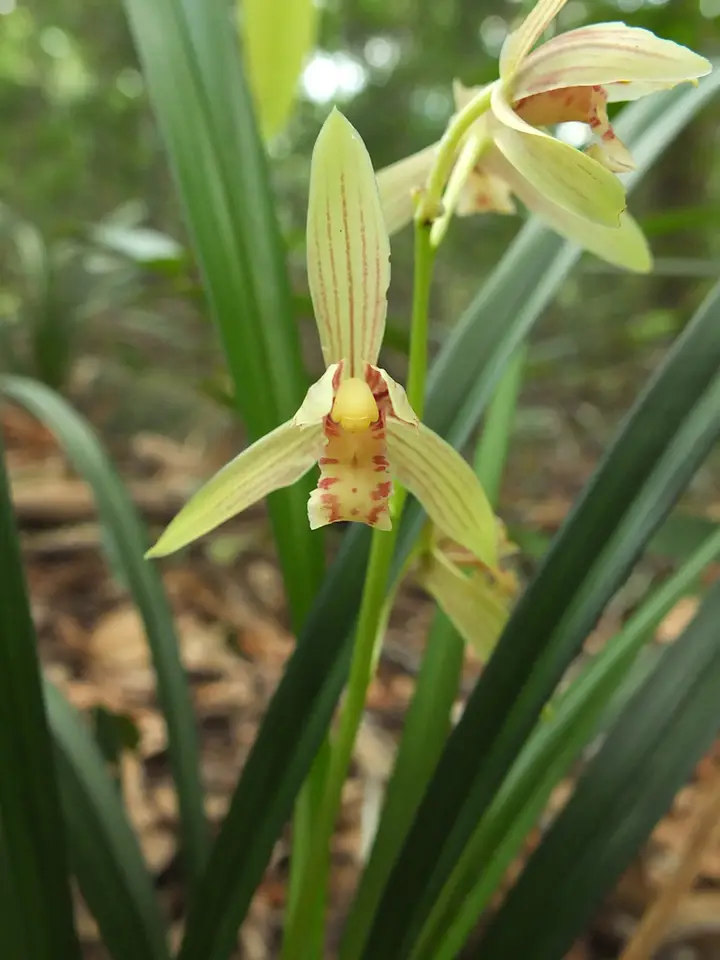 Four-Season Orchid (Cymbidium ensifolium)