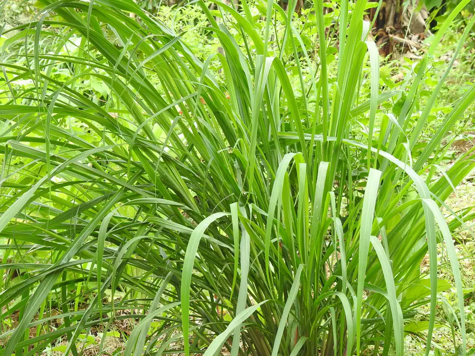 Lemon Grass (Cymbopogon citratus)