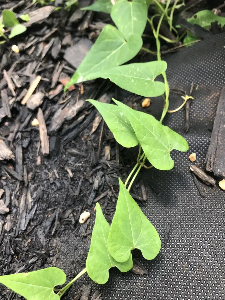 Honey-Vine Climbing Milkweed (Cynanchum laeve)