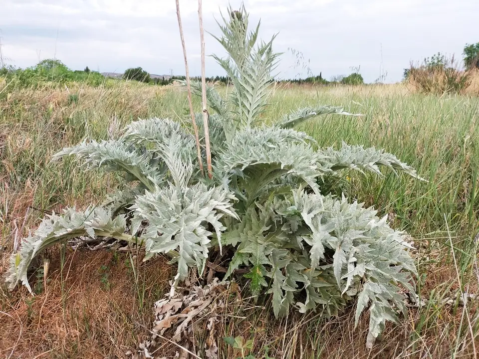 Artichoke Thistle (Cynara cardunculus)