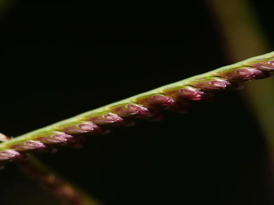 Bermuda Grass (Cynodon dactylon)