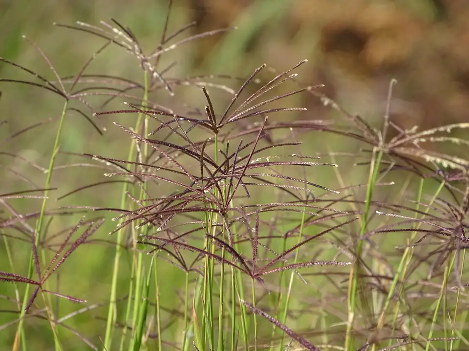 African Bermudagrass (Cynodon nlemfuensis)