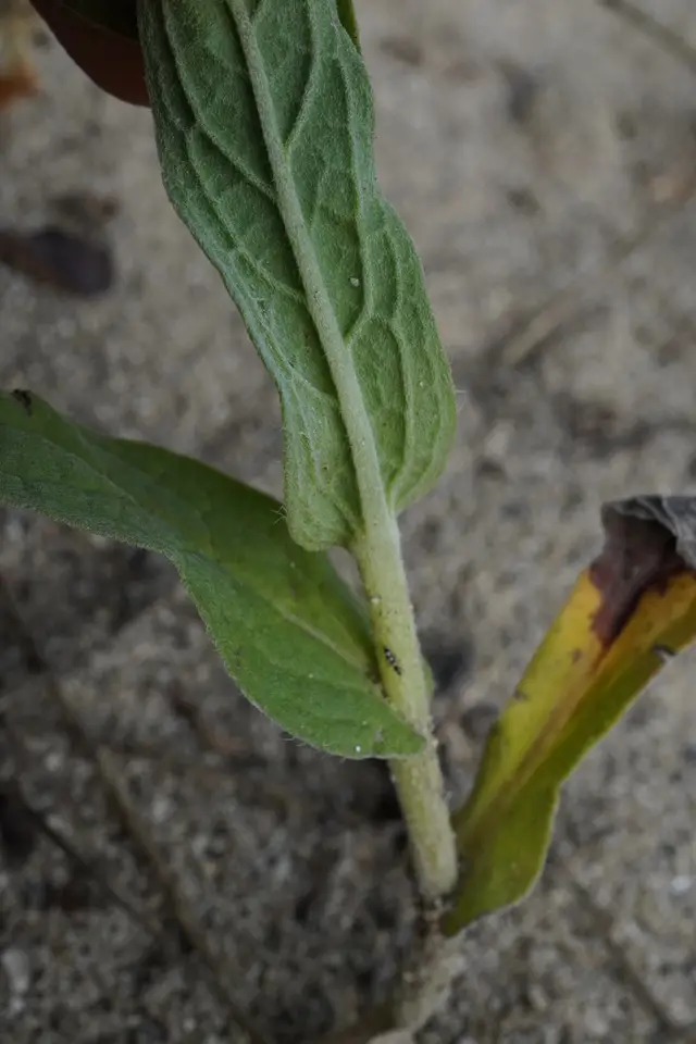 Chinese Forget-Me-Not (Cynoglossum amabile)