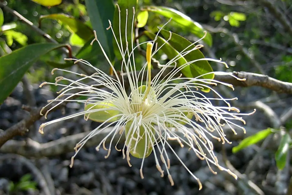 Bay-Leaved Caper (Cynophalla flexuosa)