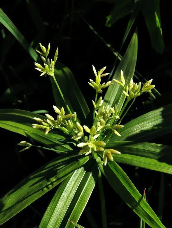 Dwarf Striped Umbrella Sedge (Cyperus albostriatus)
