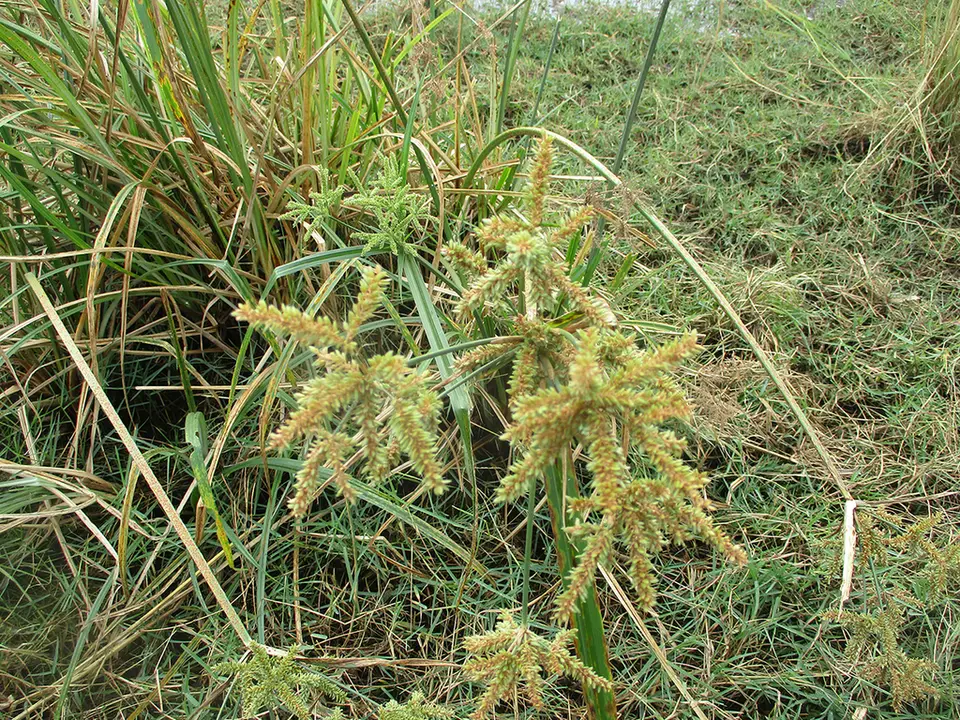 Foxtail Flatsedge (Cyperus alopecuroides)