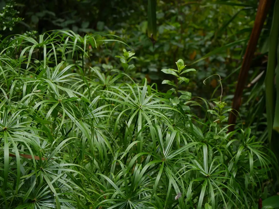 Umbrella Papyrus (Cyperus alternifolius)