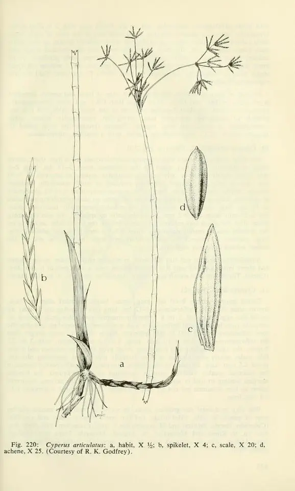 Jointed Flatsedge (Cyperus articulatus)