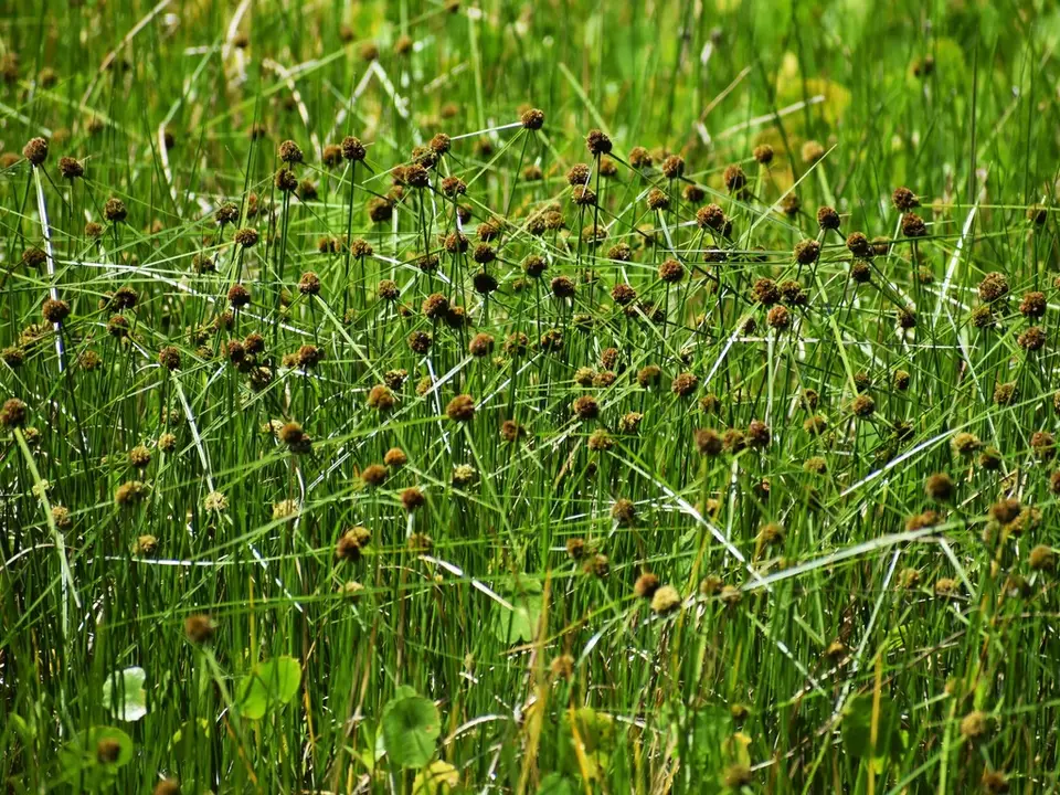 Cuban Bulrush (Cyperus blepharoleptos)