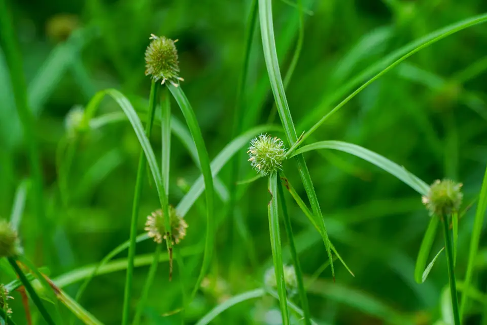 Asiatic Greenhead Sedge (Cyperus brevifolioides)