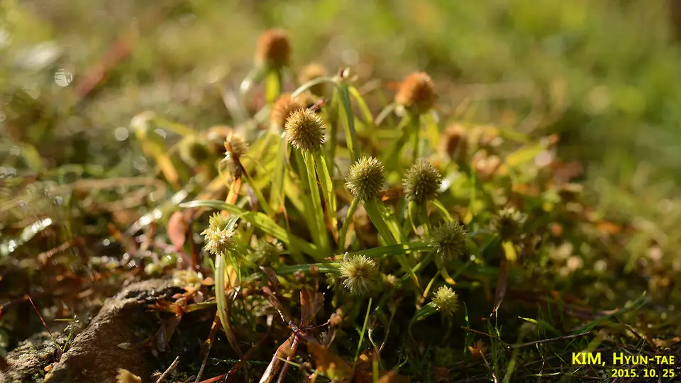 Shortleaf Spikesedge (Cyperus brevifolius)