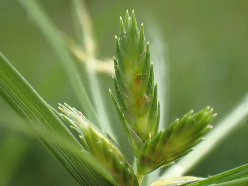 Poorland Flatsedge (Cyperus compressus)