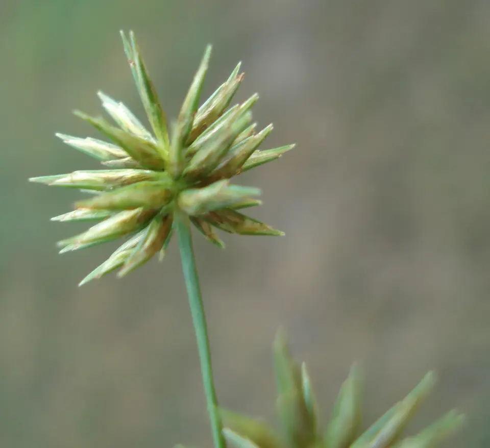 Baldwin's Flatsedge (Cyperus croceus)