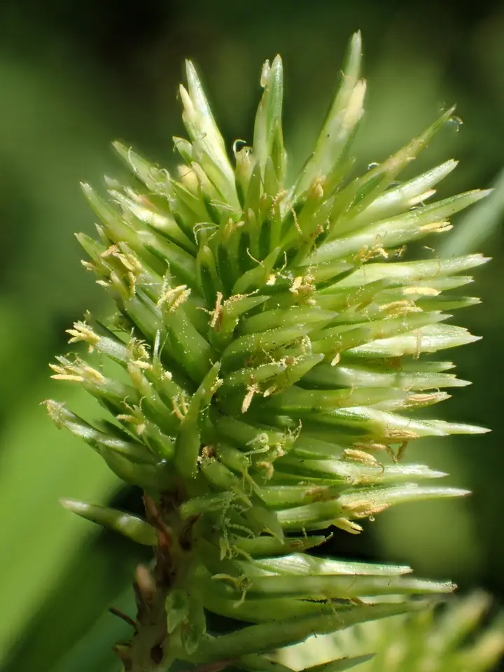 Pacific Island Flatsedge (Cyperus cyperoides)