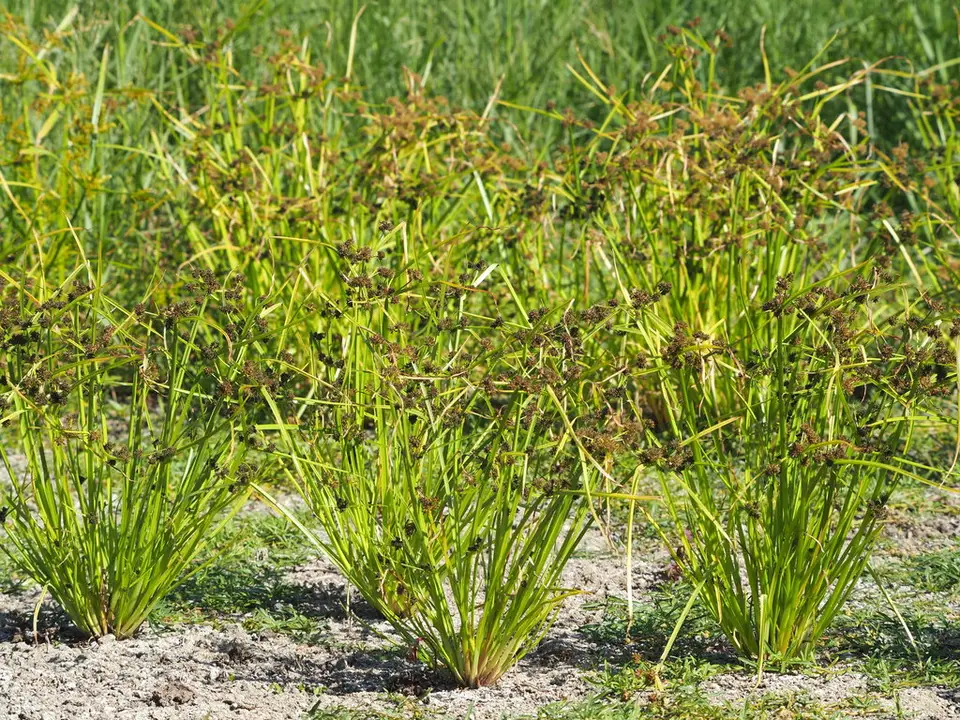 Variable Flatsedge (Cyperus difformis)