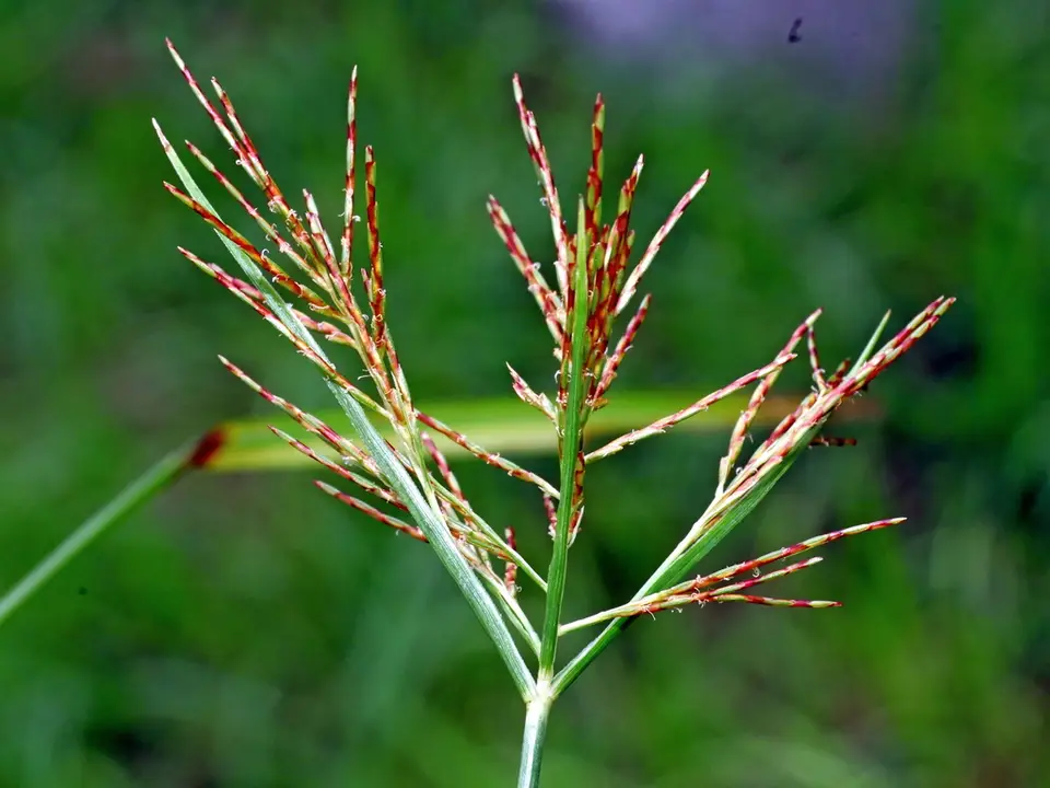 Slender Cyperus (Cyperus distans)
