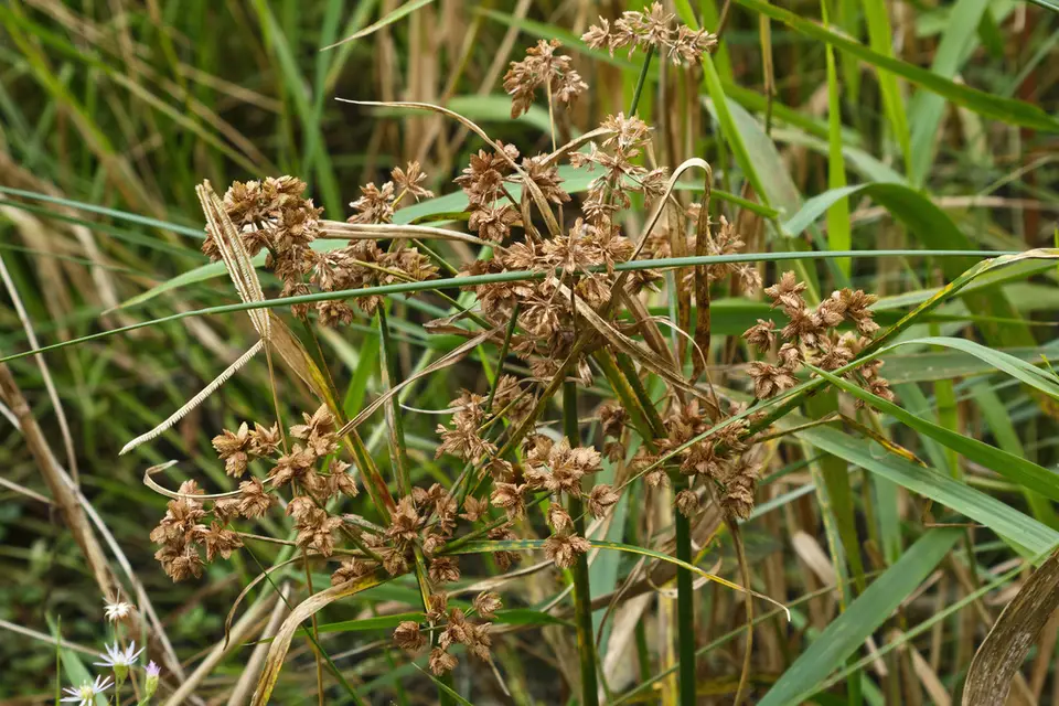 Swamp Flatsedge (Cyperus distinctus)