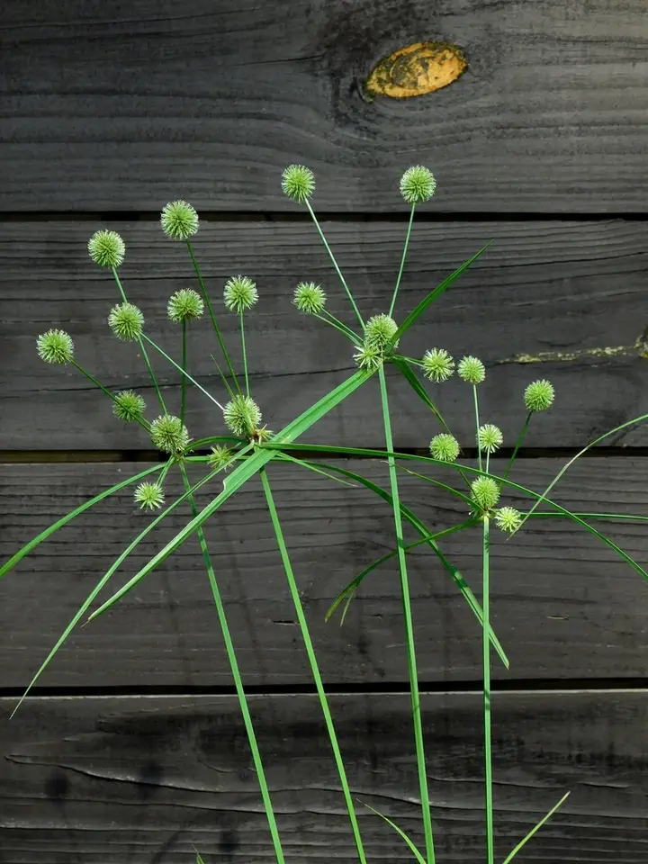 Globe Flatsedge (Cyperus echinatus)