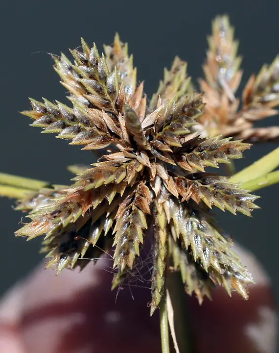 Royal Flatsedge (Cyperus elegans)