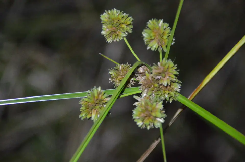 Deep-Rooted Sedge (Cyperus entrerianus)