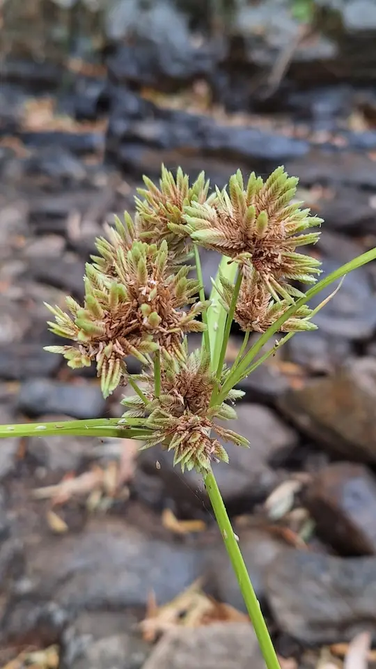 Tall Flatsedge (Cyperus eragrostis)