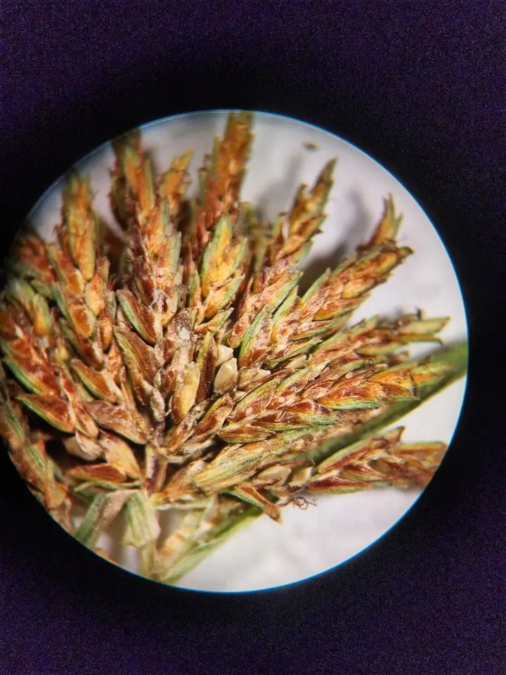 Redroot Flatsedge (Cyperus erythrorhizos)