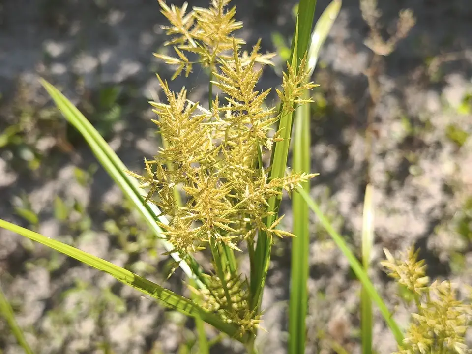 Yellow Nutsedge (Cyperus esculentus)