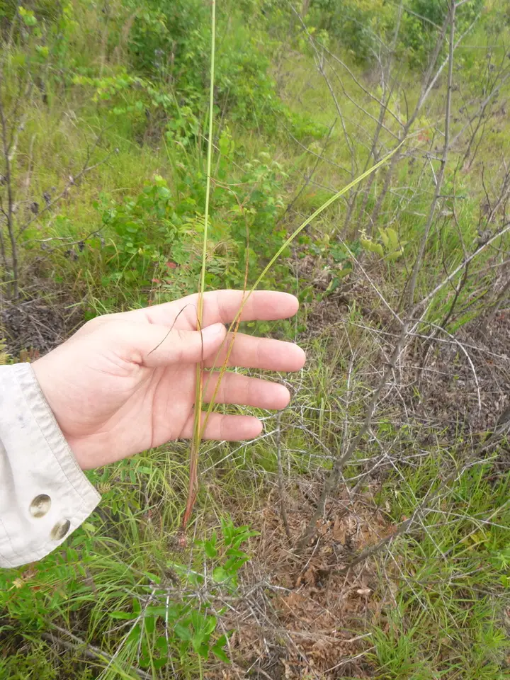 Slender Sand Sedge (Cyperus filiculmis)