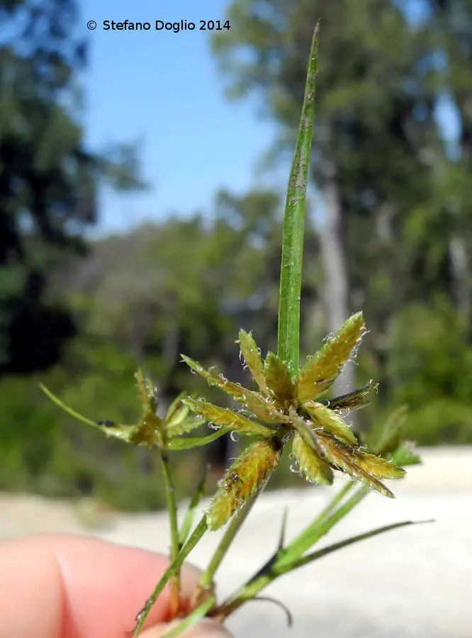 Yellow Flatsedge (Cyperus flavescens)